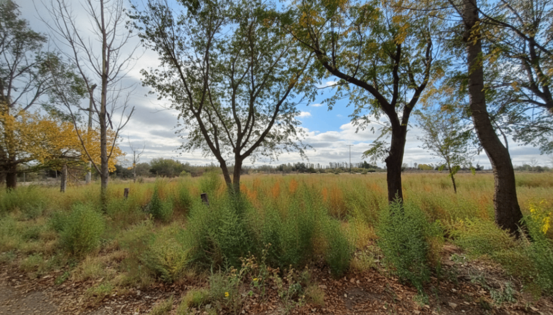 Campo en Venta en San Martin, Mendoza