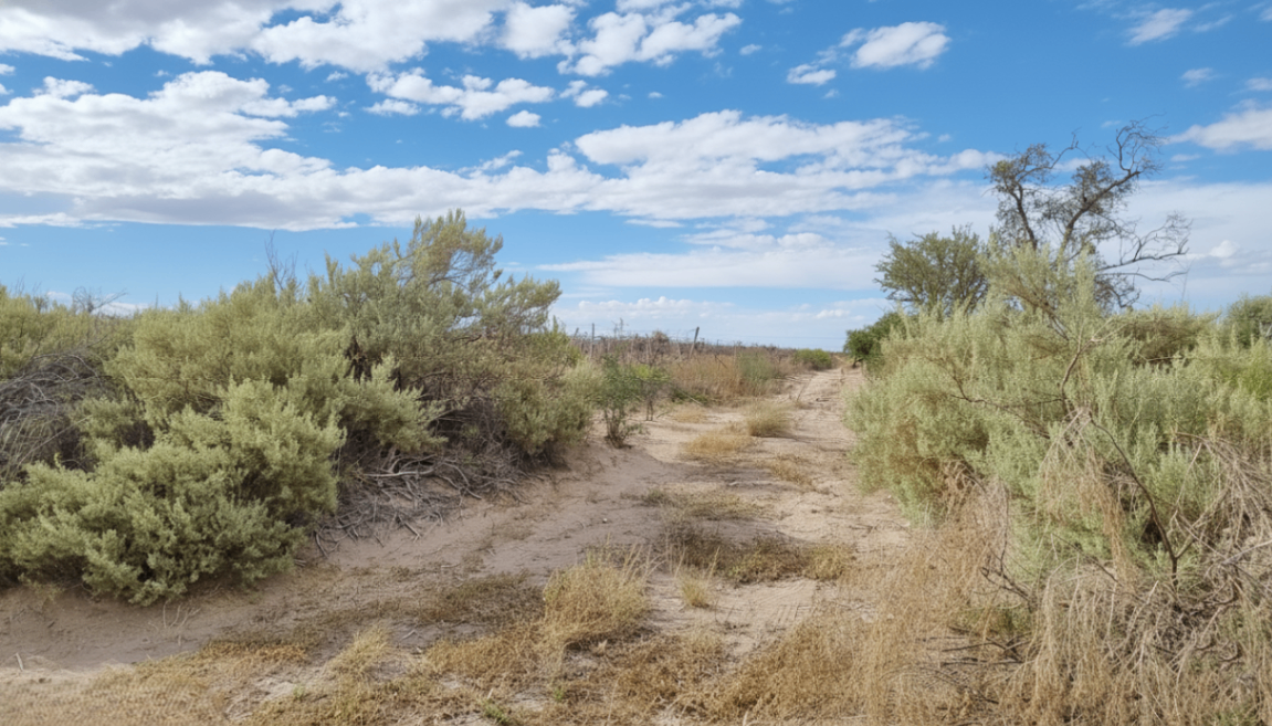 Campo en Venta en San Martin, Mendoza