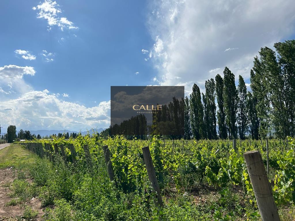 Finca en Venta en Lujan de Cuyo, Mendoza