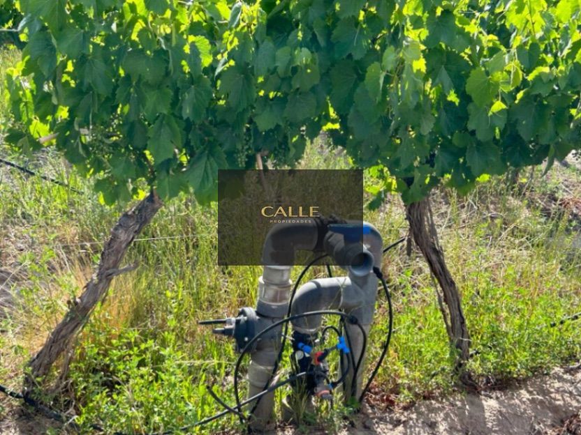 Finca en Venta en Lujan de Cuyo, Mendoza