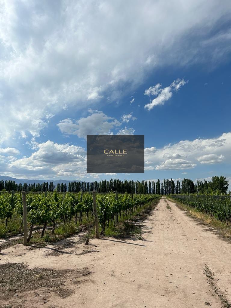 Finca en Venta en Lujan de Cuyo, Mendoza