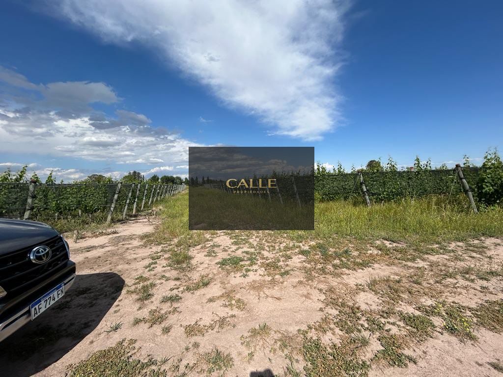 Finca en Venta en Lujan de Cuyo, Mendoza