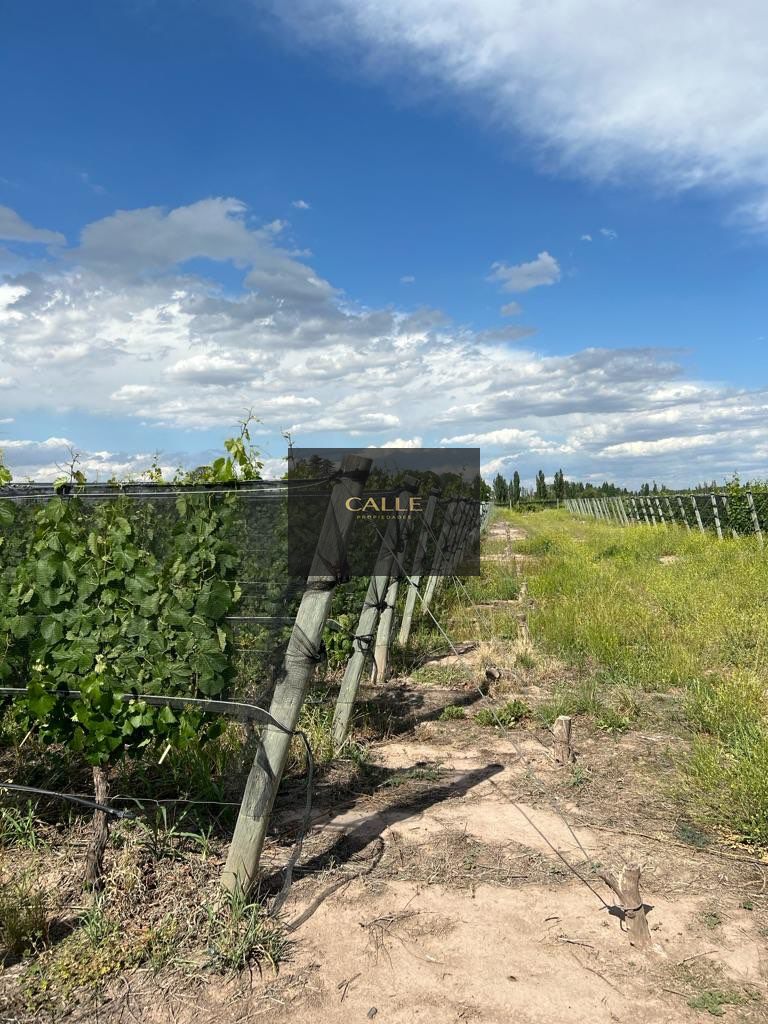 Finca en Venta en Lujan de Cuyo, Mendoza