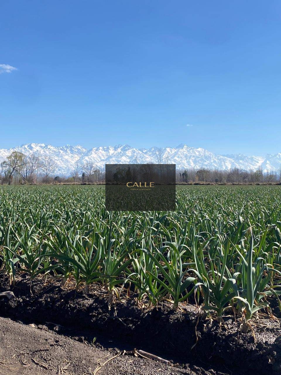 Finca en Venta en Tunuyan, Mendoza