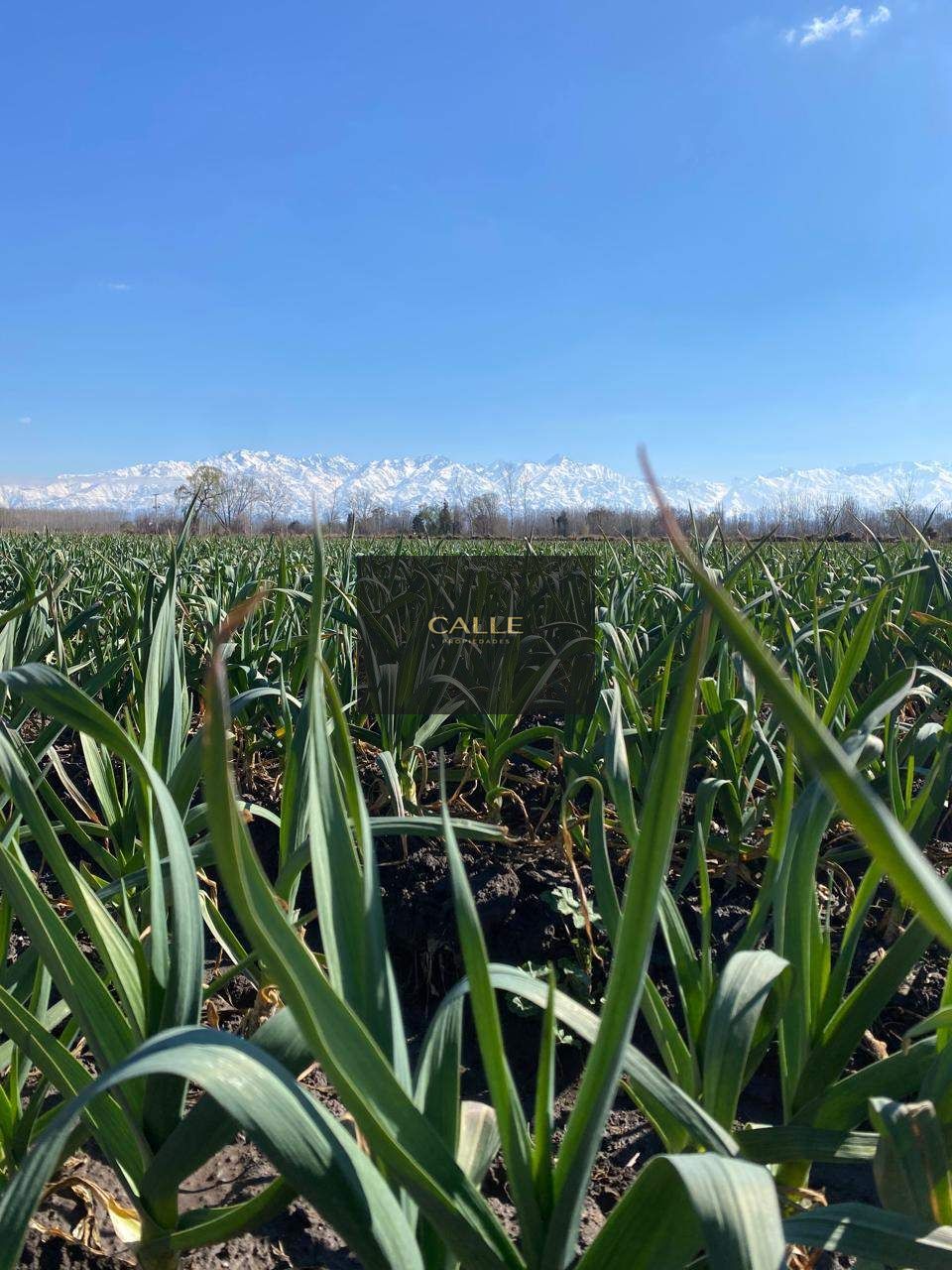 Finca en Venta en Tunuyan, Mendoza