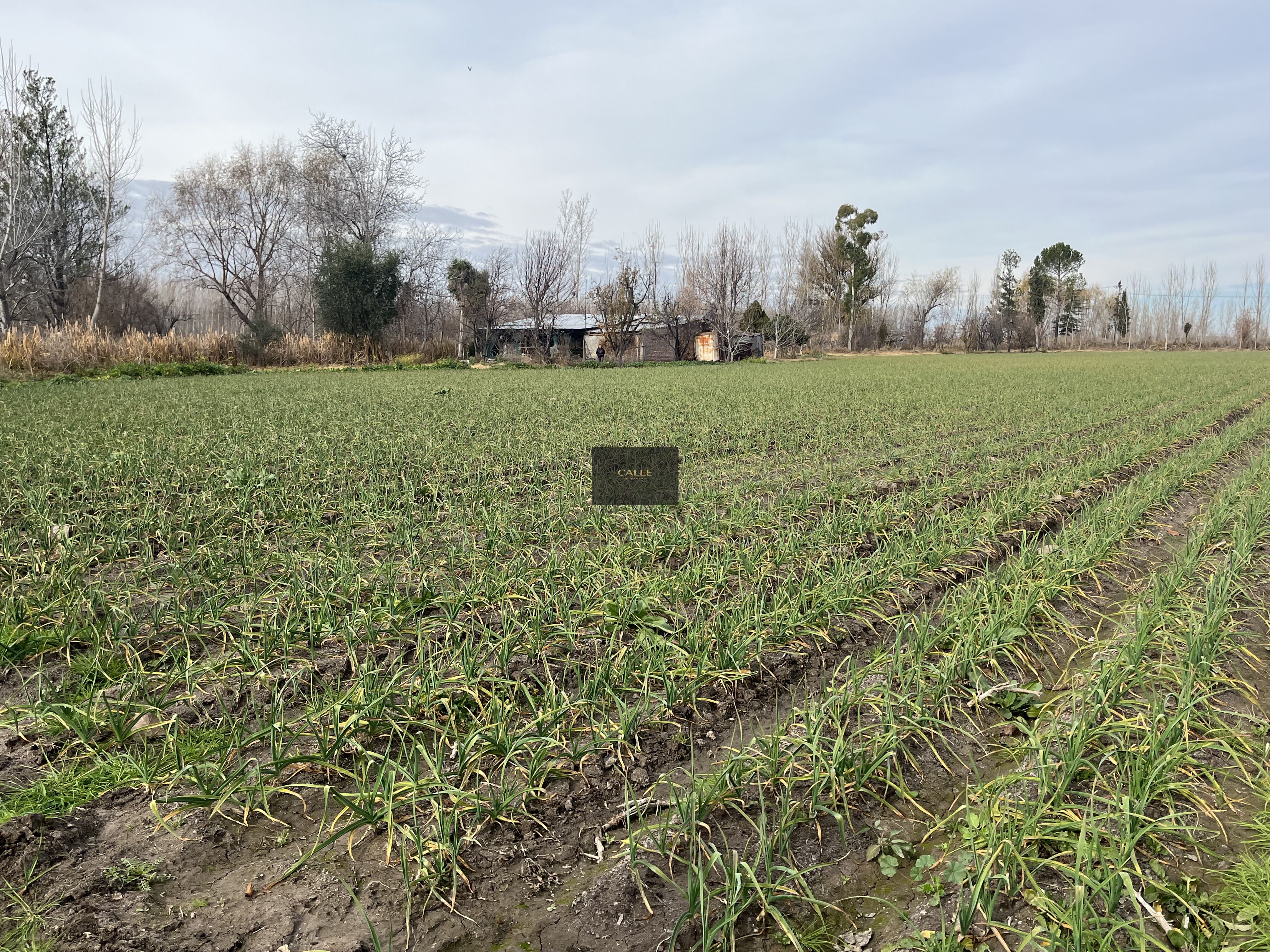 Finca en Venta en Tunuyan, Mendoza