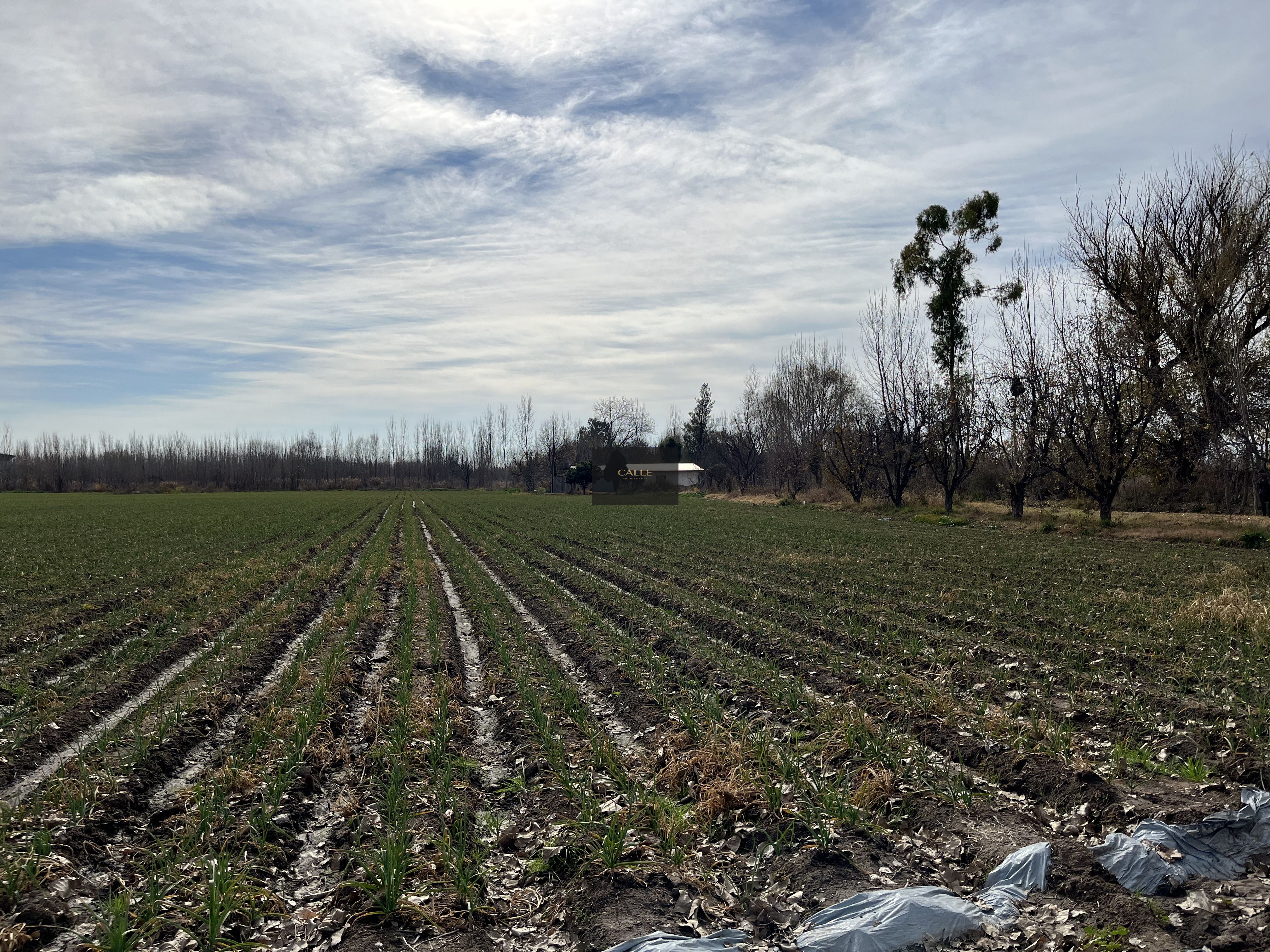 Finca en Venta en Tunuyan, Mendoza