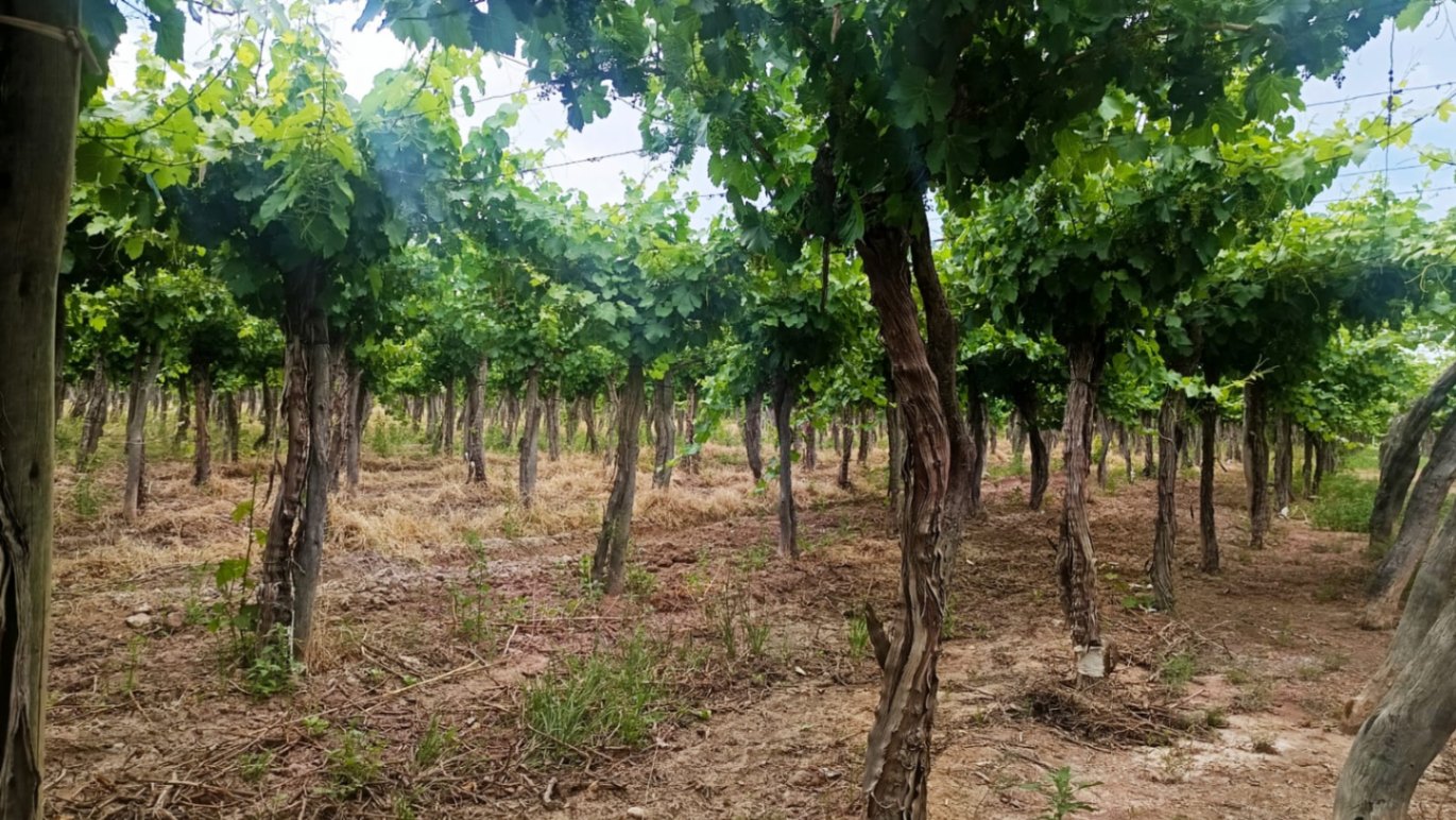 Finca en Venta en Guaymallen, Mendoza