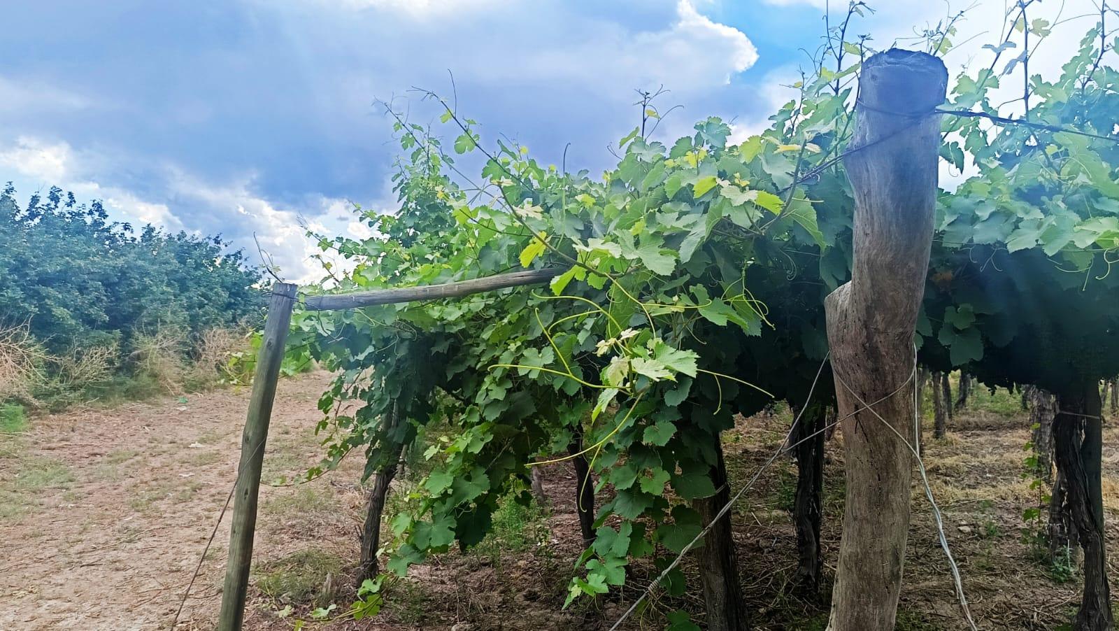 Finca en Venta en Guaymallen, Mendoza
