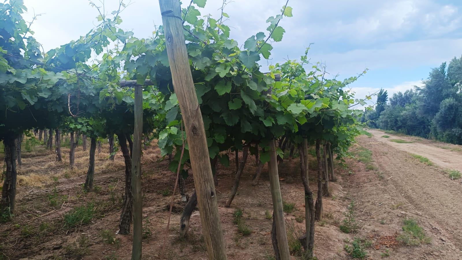 Finca en Venta en Guaymallen, Mendoza