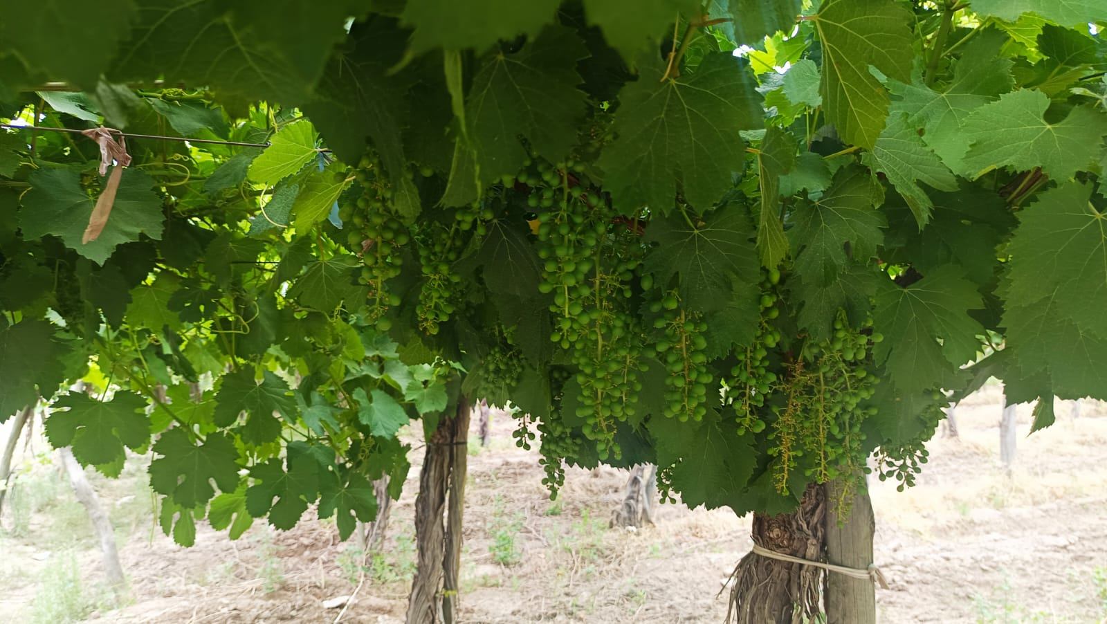 Finca en Venta en Guaymallen, Mendoza