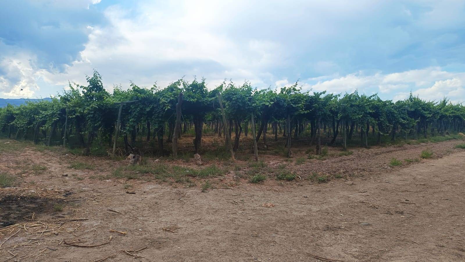 Finca en Venta en Guaymallen, Mendoza