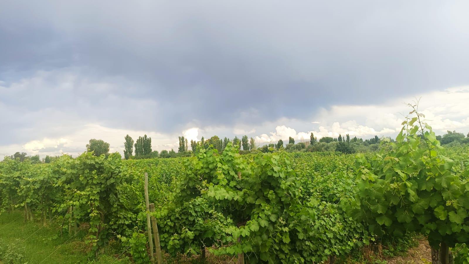 Finca en Venta en Guaymallen, Mendoza