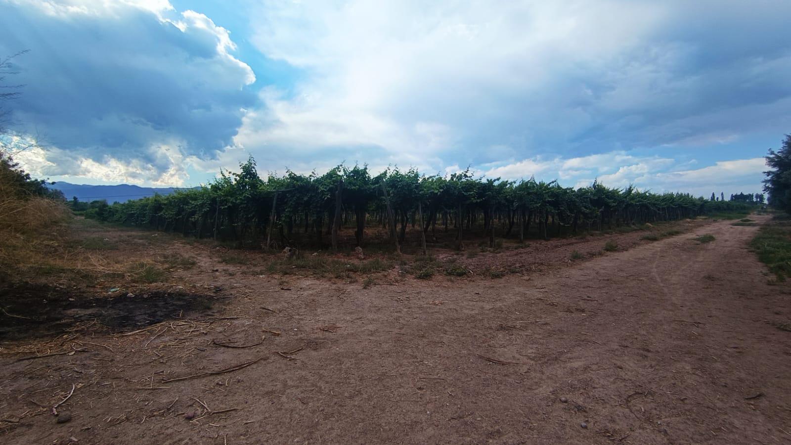 Finca en Venta en Guaymallen, Mendoza