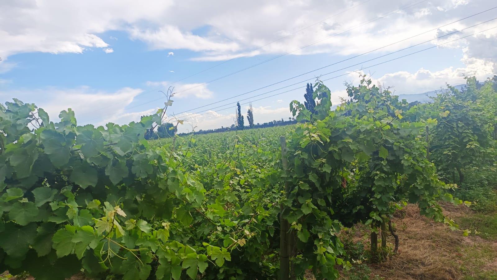 Finca en Venta en Guaymallen, Mendoza