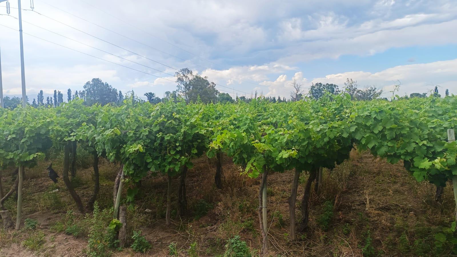 Finca en Venta en Guaymallen, Mendoza