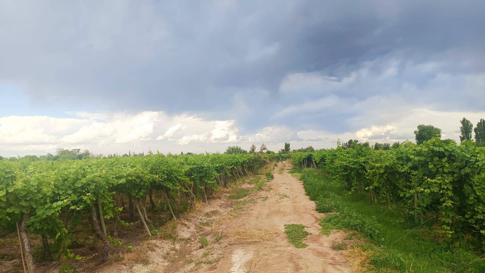 Finca en Venta en Guaymallen, Mendoza