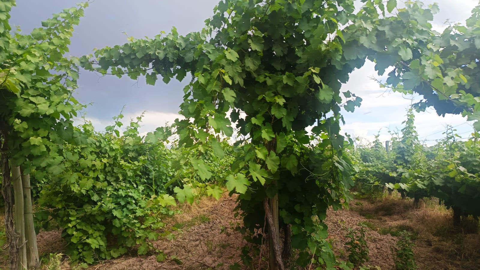 Finca en Venta en Guaymallen, Mendoza