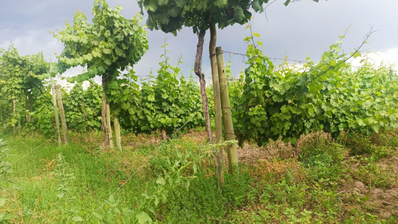 Finca en Venta en Guaymallen, Mendoza