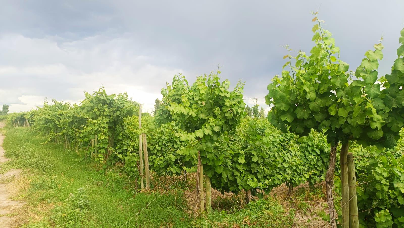 Finca en Venta en Guaymallen, Mendoza