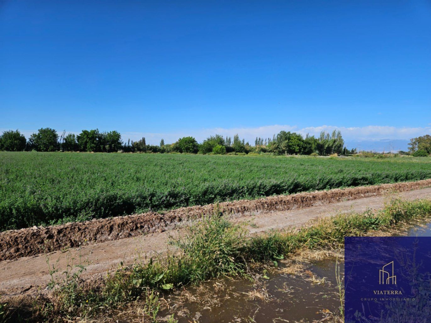 Finca en Venta en Lavalle, Mendoza