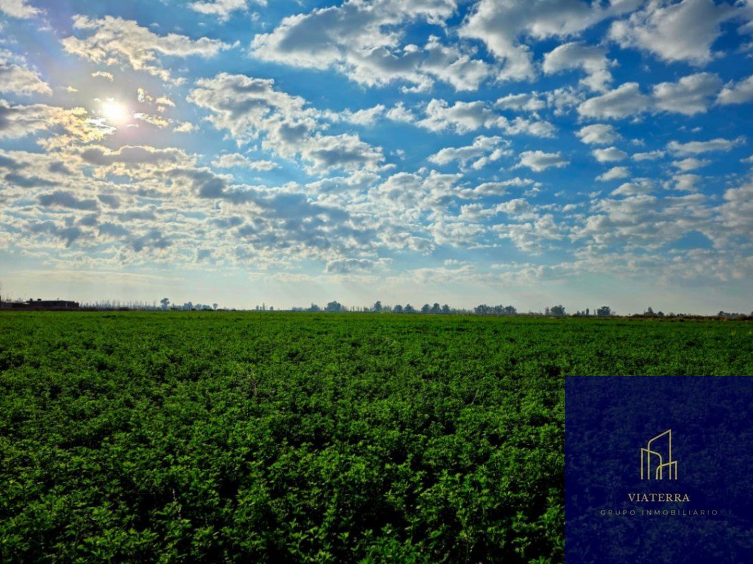 Finca en Venta en Lavalle, Mendoza