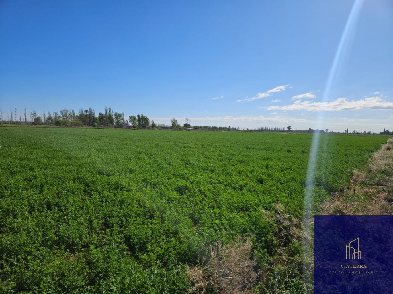 Finca en Venta en Lavalle, Mendoza