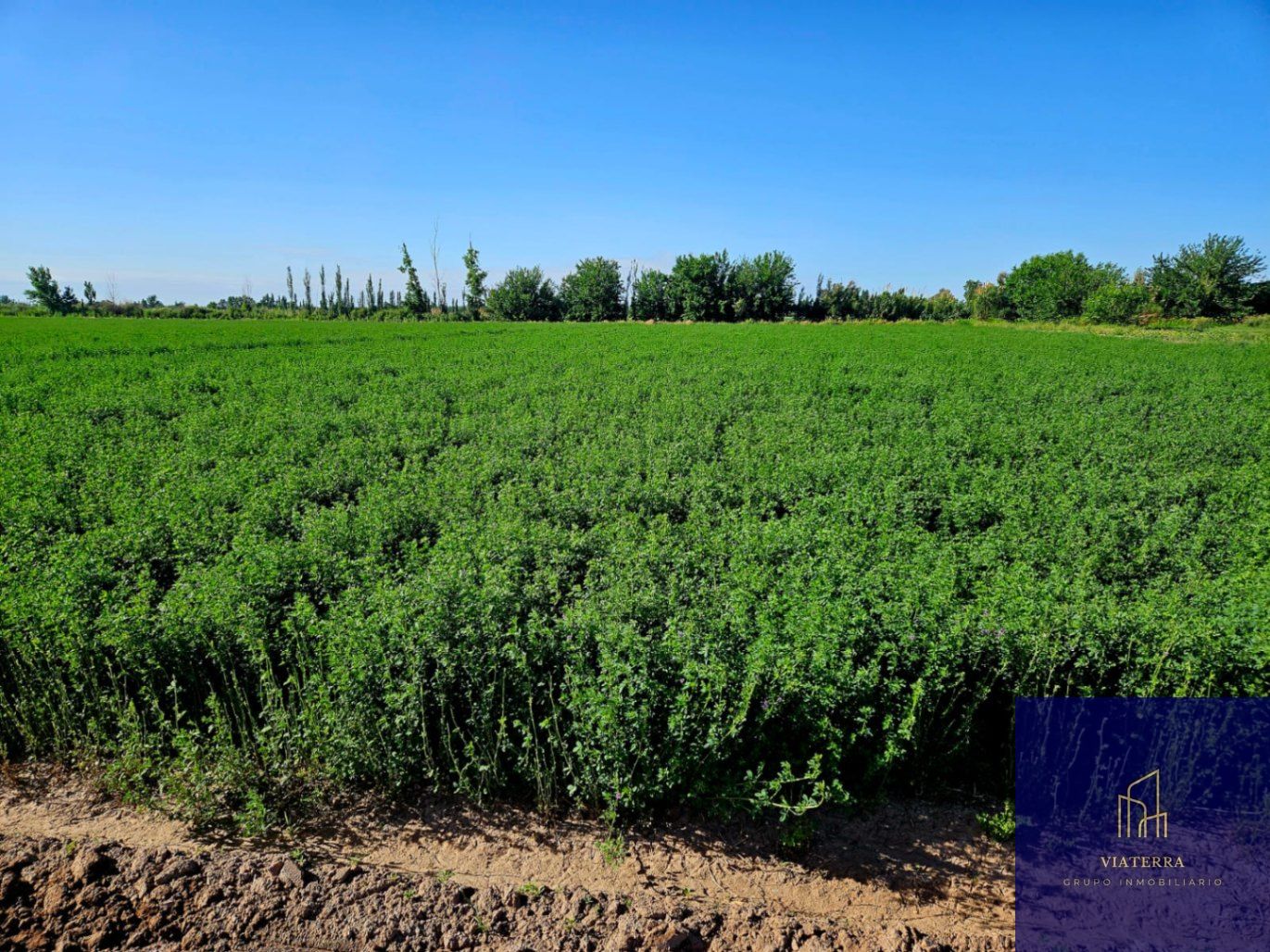 Finca en Venta en Lavalle, Mendoza