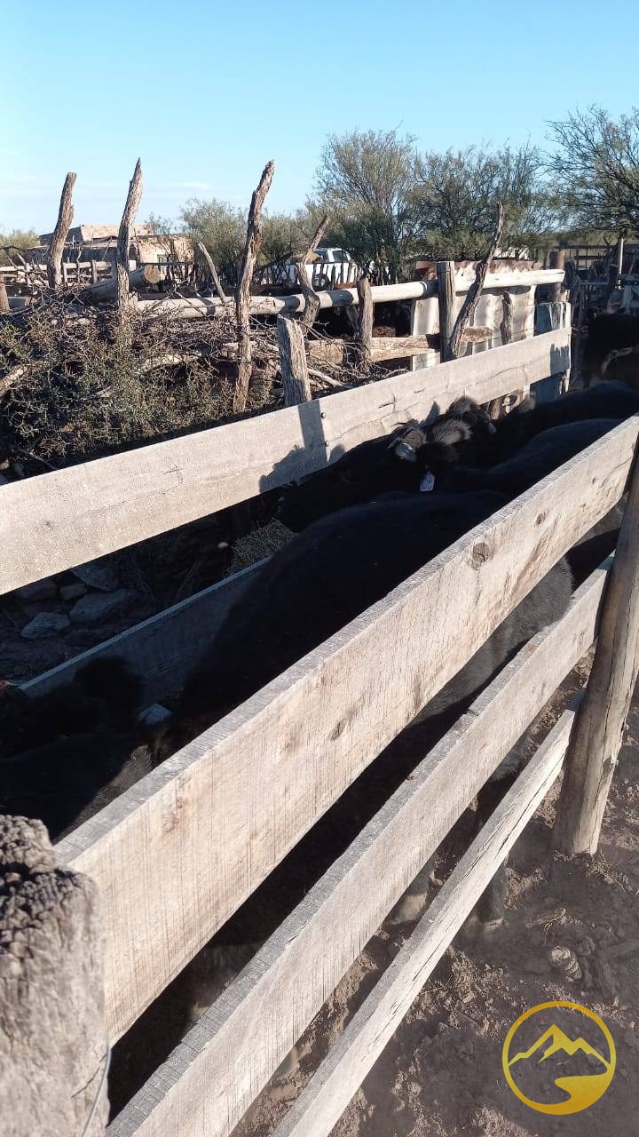 Finca en Venta en San Rafael, Mendoza