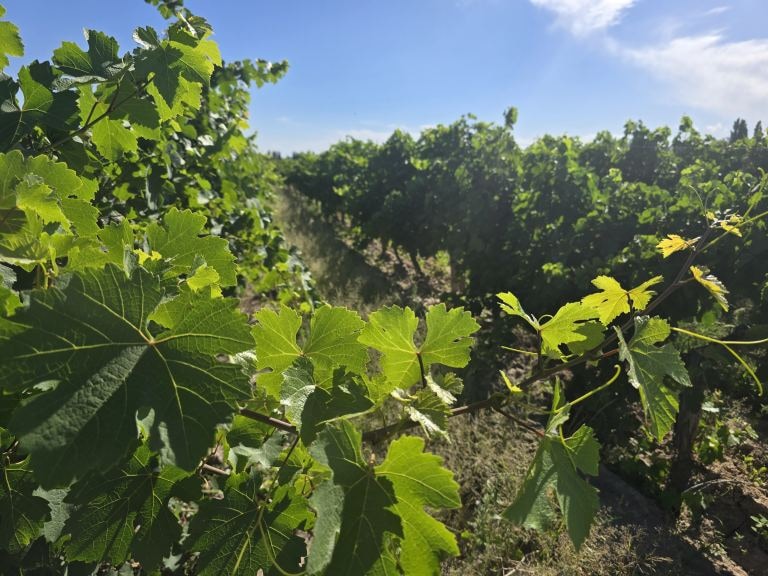 Finca en Venta en San Martin, Mendoza