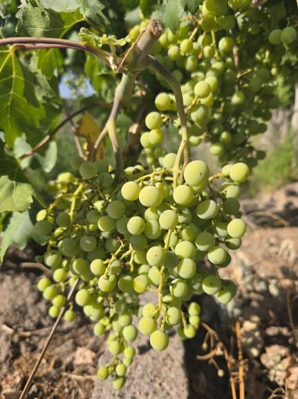 Finca en Venta en San Martin, Mendoza