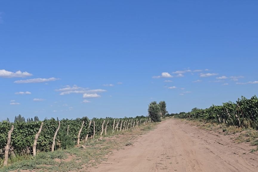 Finca en Venta en San Martin, Mendoza