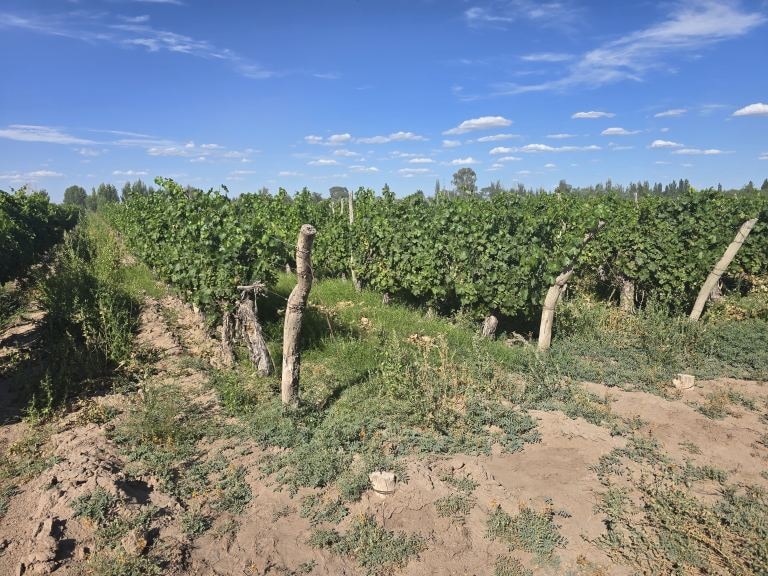 Finca en Venta en San Martin, Mendoza