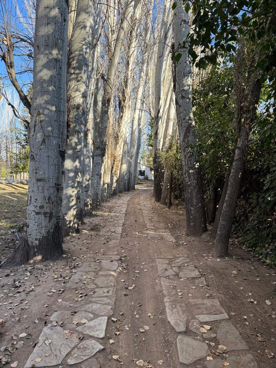 Terreno en Venta en Lujan de Cuyo, Mendoza