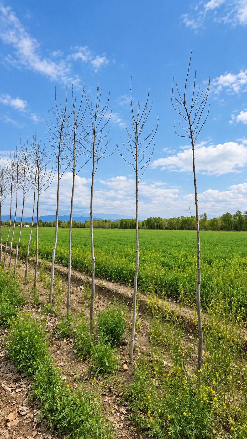 Finca en Venta en Tunuyan, Mendoza