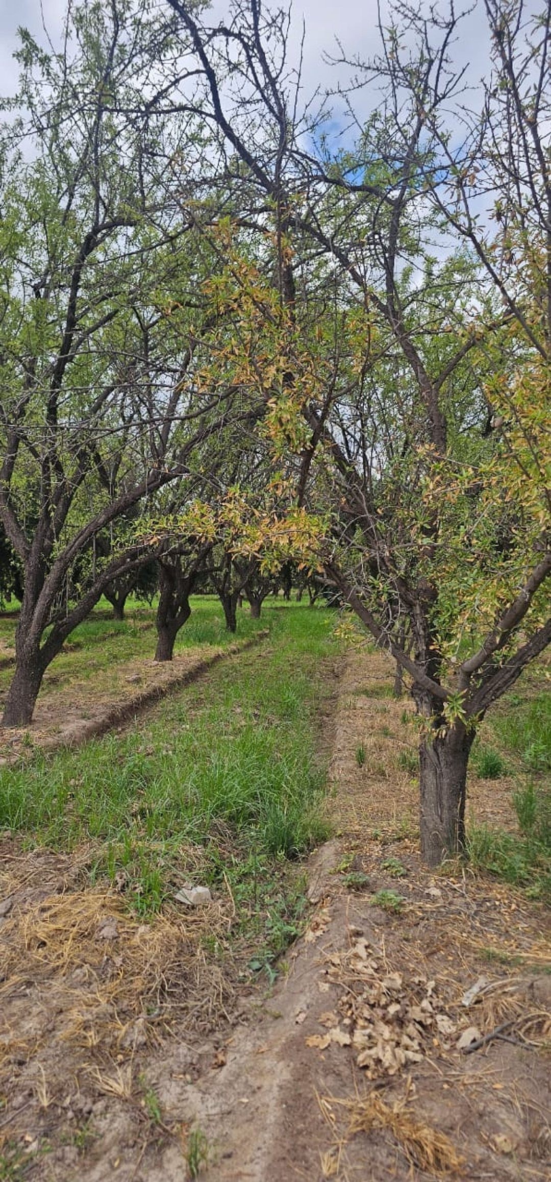 Terreno en Venta en Maipu, Mendoza
