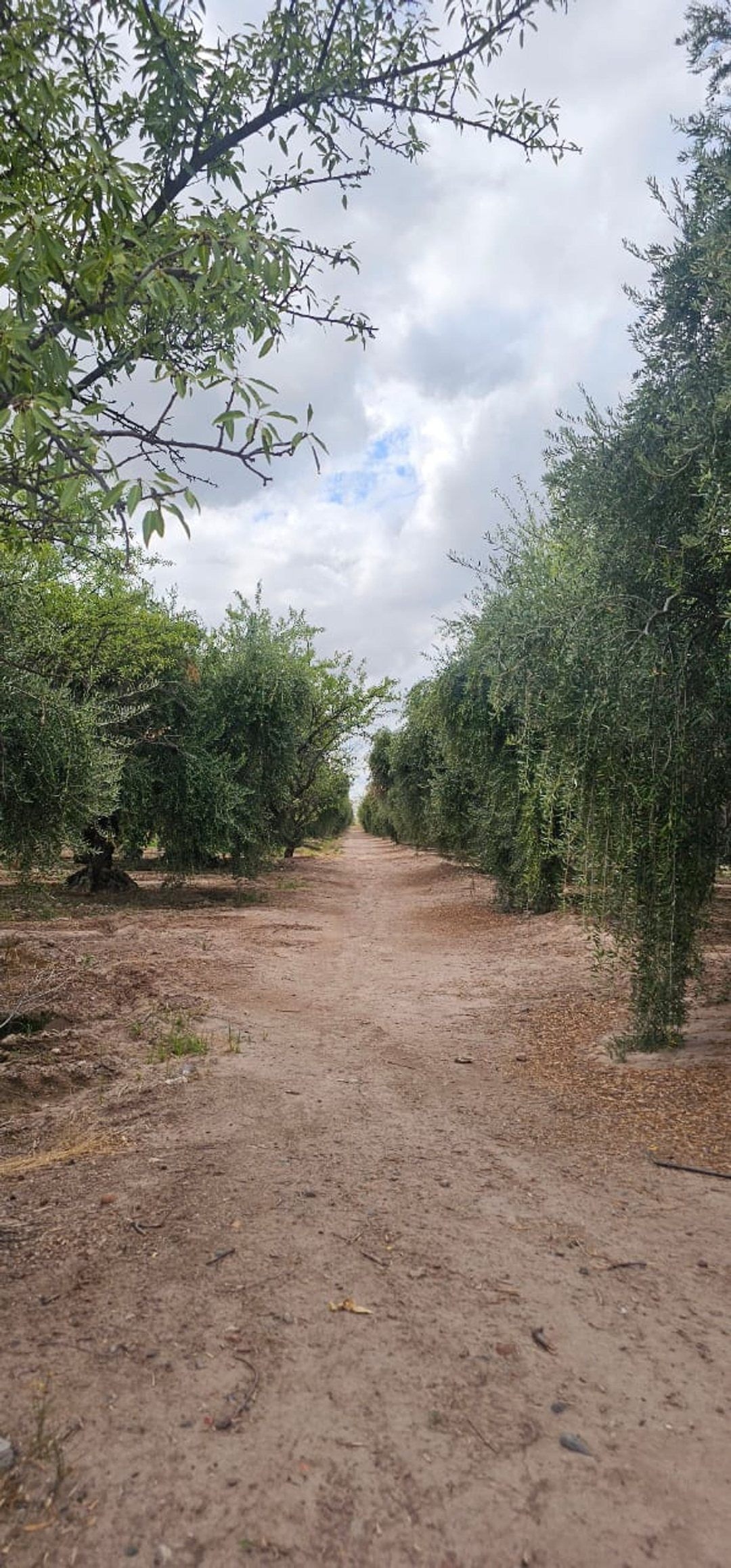 Terreno en Venta en Maipu, Mendoza