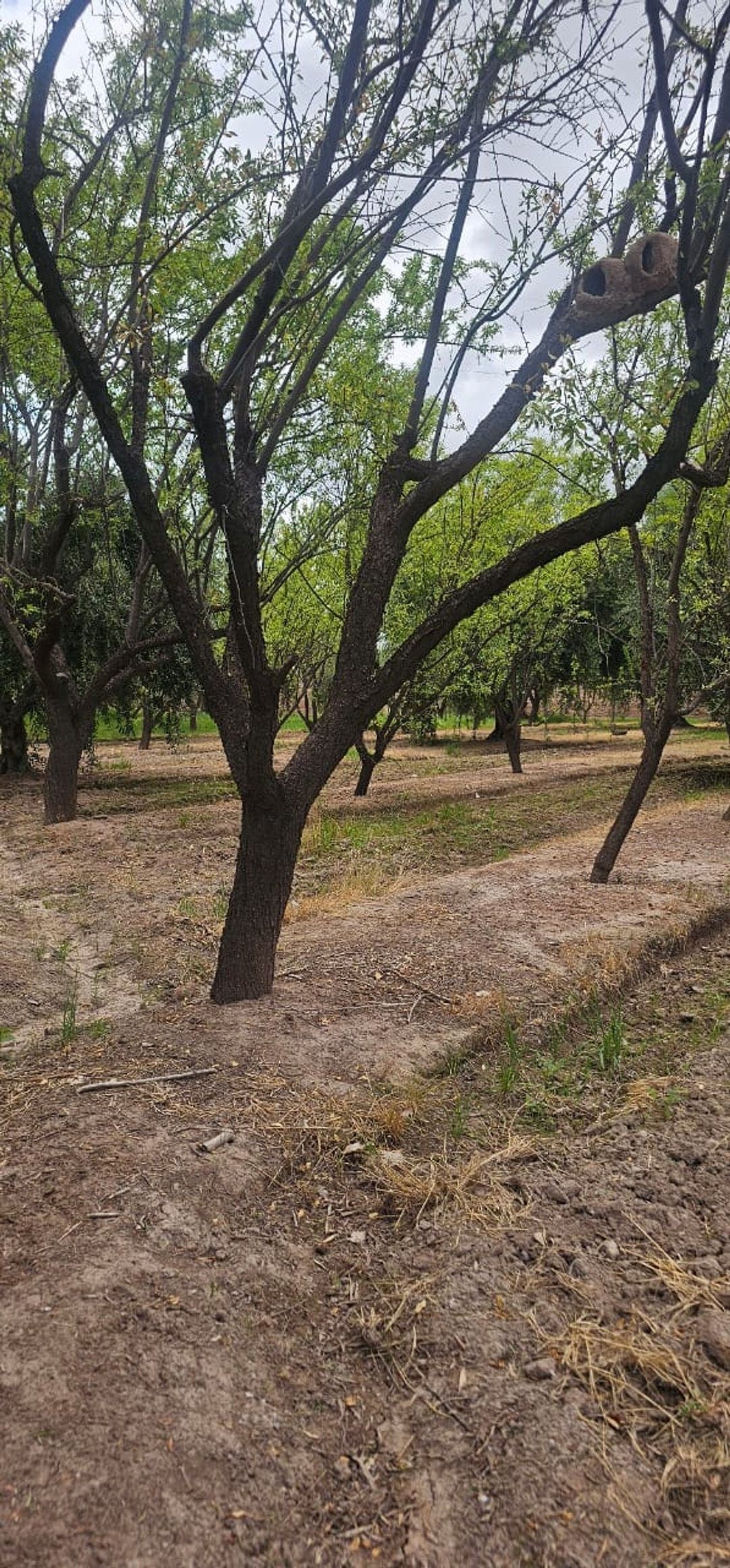 Terreno en Venta en Maipu, Mendoza