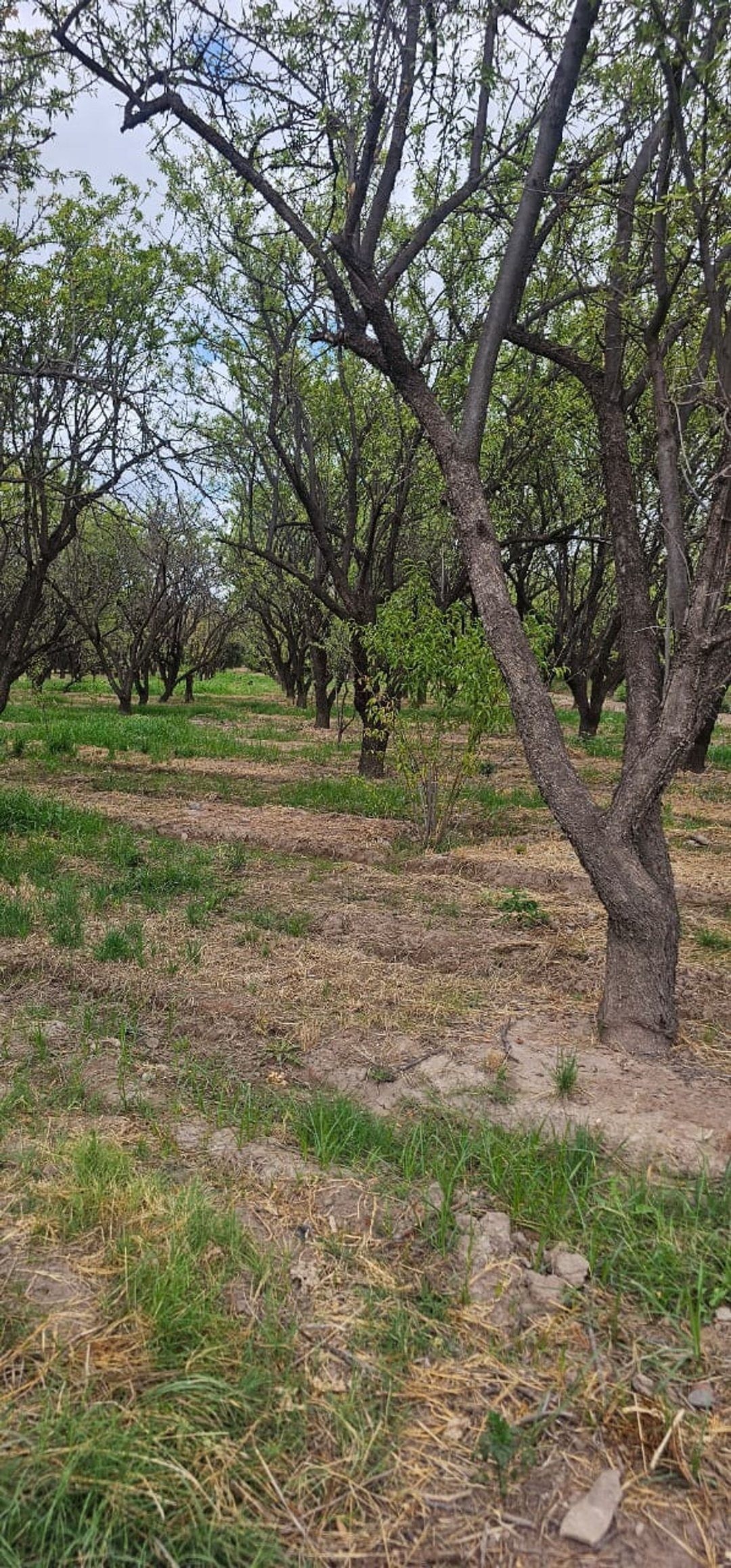 Terreno en Venta en Maipu, Mendoza