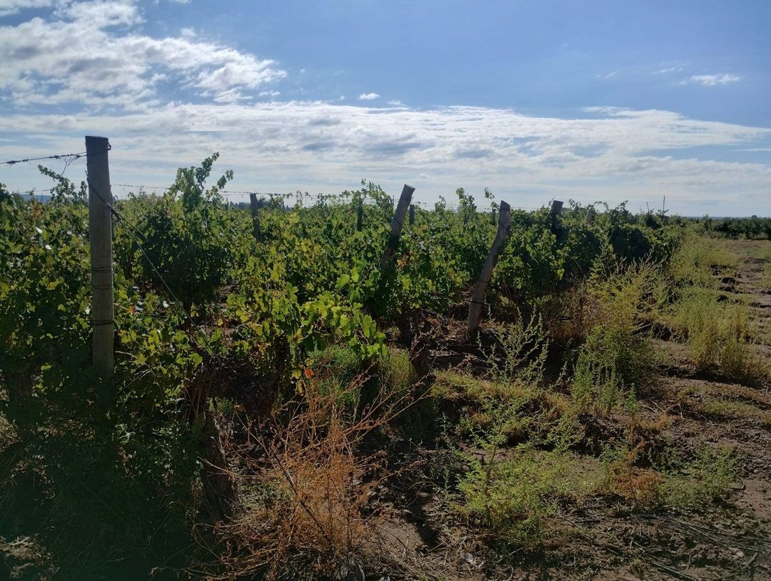 Finca en Venta en Lujan de Cuyo, Mendoza - USD 360.000 | Inmoup - 2
