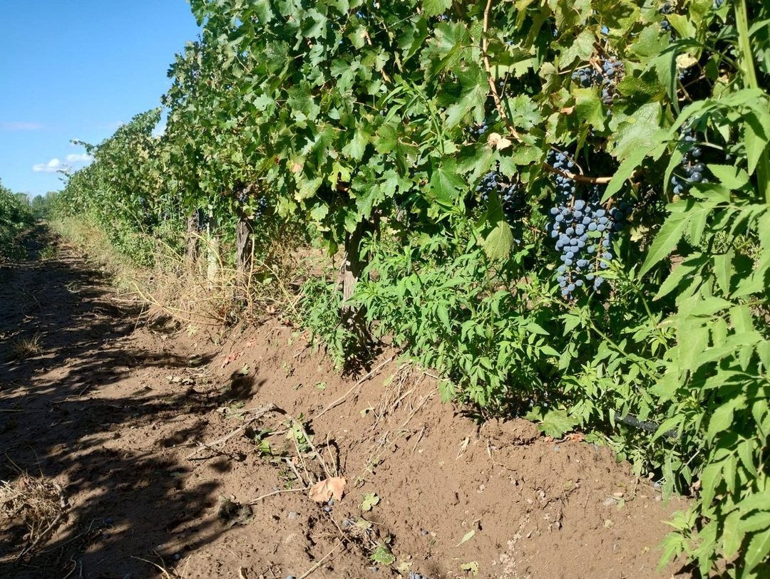 Finca en Venta en Lujan de Cuyo, Mendoza - USD 360.000 | Inmoup - 3