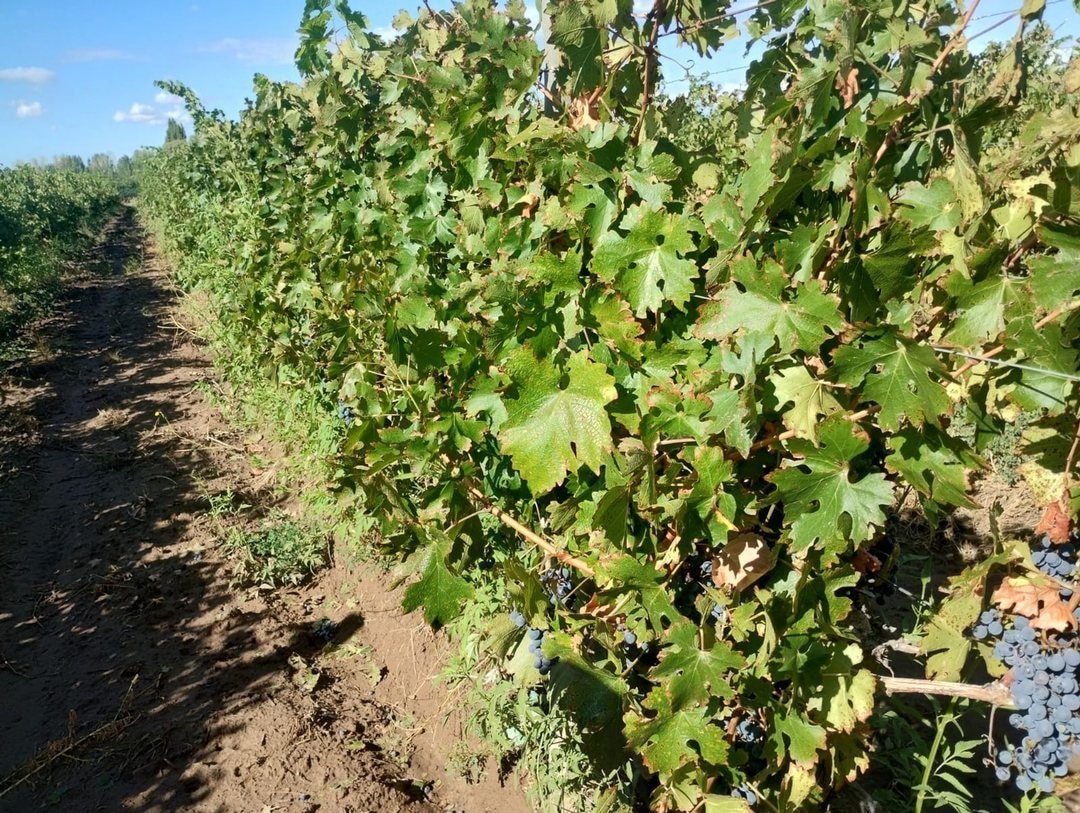 Finca en Venta en Lujan de Cuyo, Mendoza - USD 360.000 | Inmoup - 4