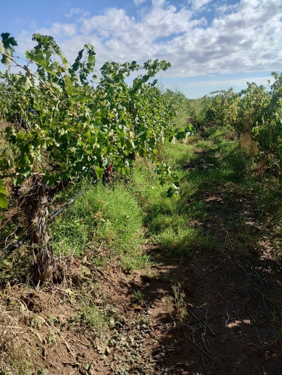 Finca en Venta en Lujan de Cuyo, Mendoza - USD 360.000 | Inmoup - 10